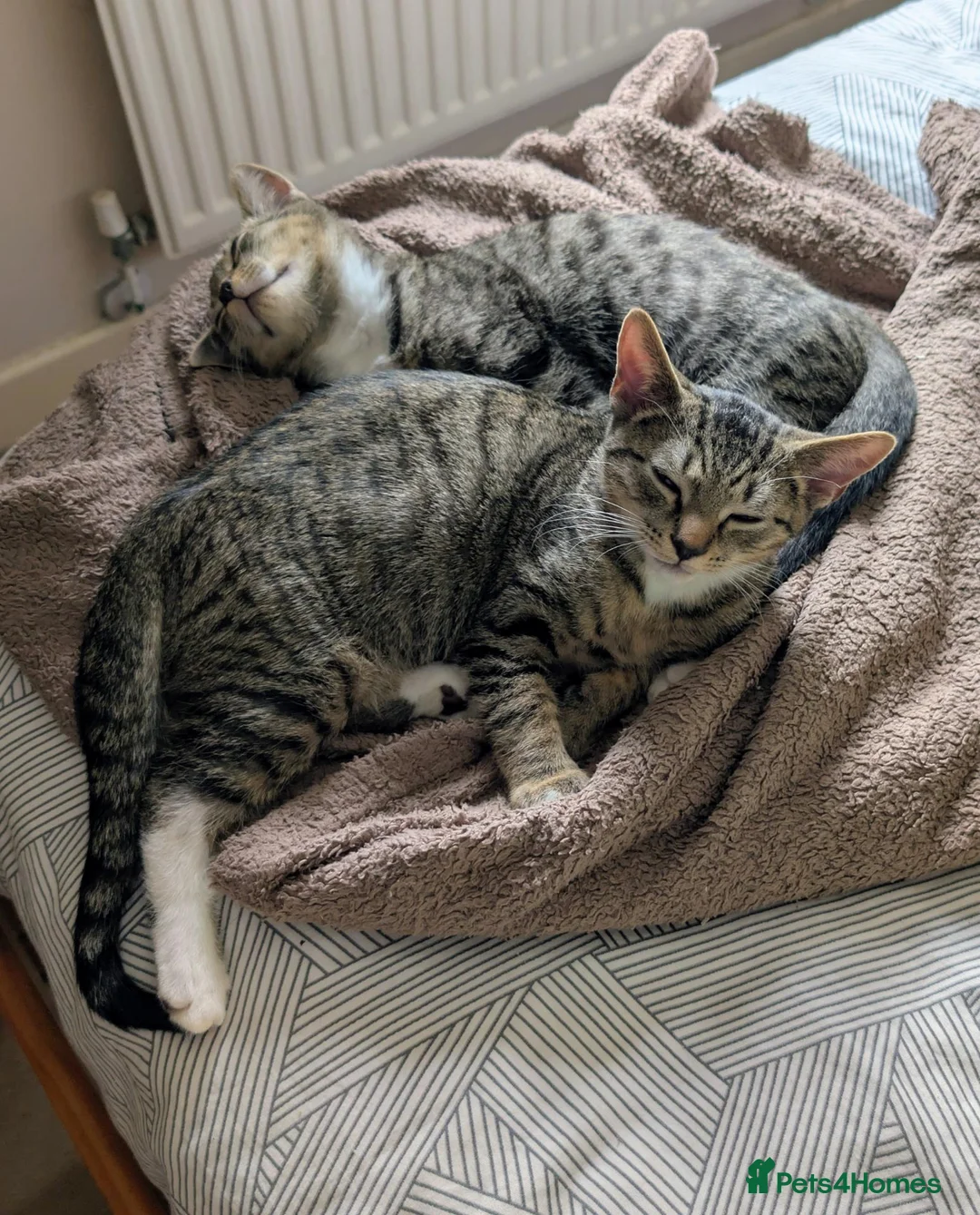 Mixed Breed cats for sale: Benji and Dylan in Southampton - Advert 4