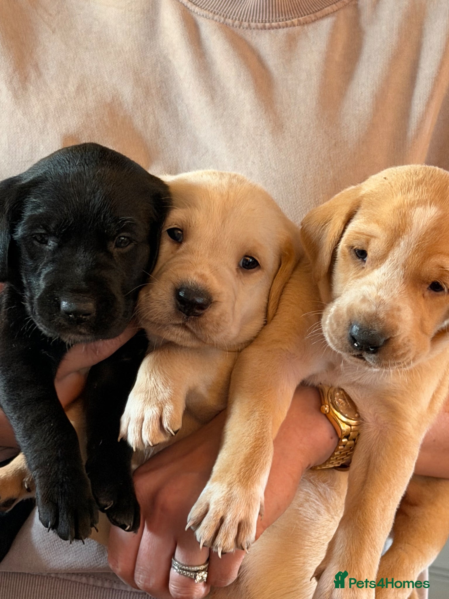 Mixed Breed dogs Beautiful dalmadors ♥️ - Advert 2