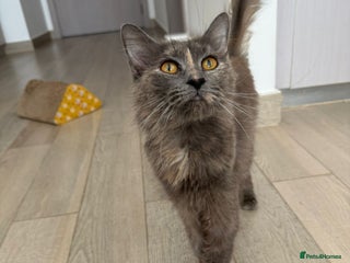 Mixed Breed cats LILLI MIC PERSIAN GIRL SPAYED CALM AFFECTIONATE - Advert 1