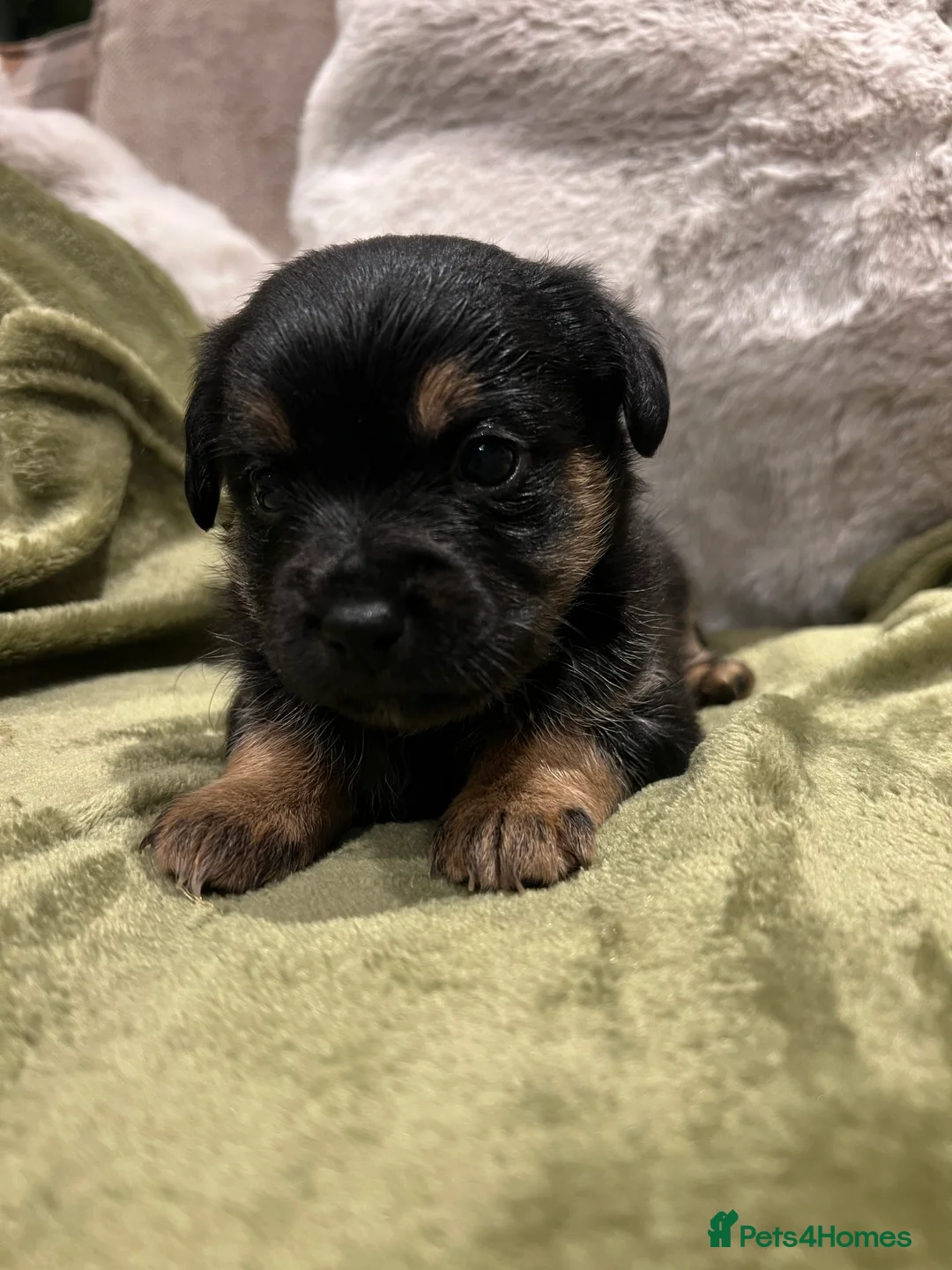 Mixed Breed dogs for sale: Chihuahua x Jack Russel  - Advert 3