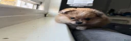 Pomeranian dogs for sale: Adorable Pomeranian Puppies Merle, Sable & Black - Advert 12