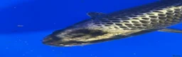 Koi Carp fish for sale: Large Koi Carp 10-12 & 12-14 Inch Stunning Koi - Advert 5