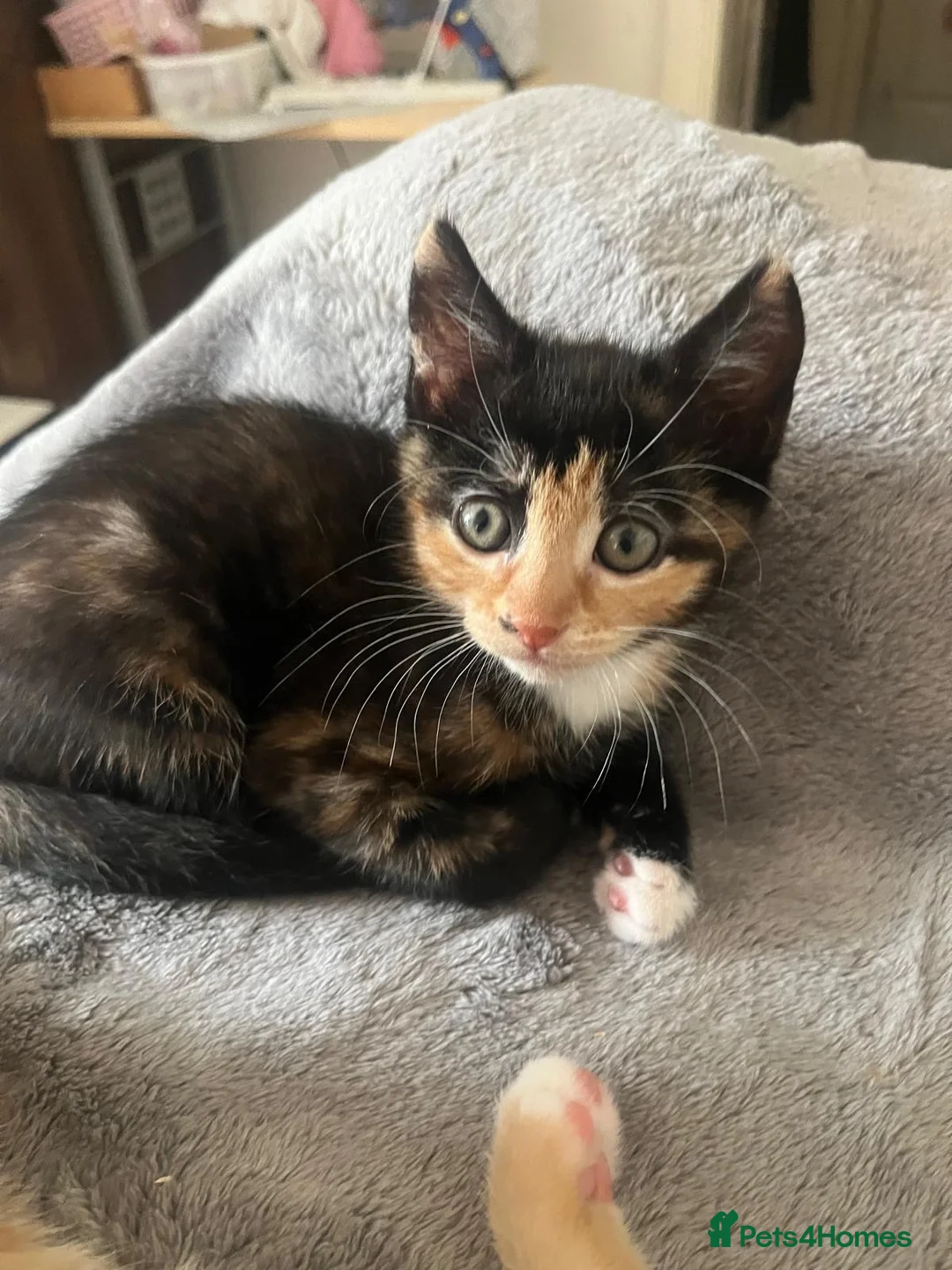Mixed Breed cats for sale: 3 kittens for sale  - Advert 2