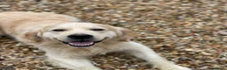Golden Retriever dogs for stud: Golden Retriever for STUD  - Advert 2