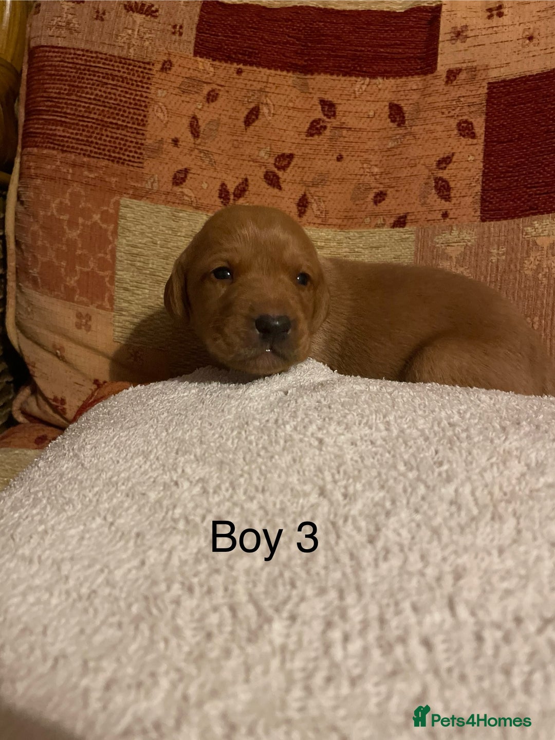 Labrador Retriever dogs for sale: KC Registered Fox Red Labrador Puppies  - Advert 4