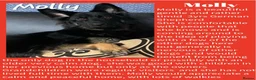 Mixed Breed dogs for sale: Rescue Dogs in need of Loving Homes - Advert 2