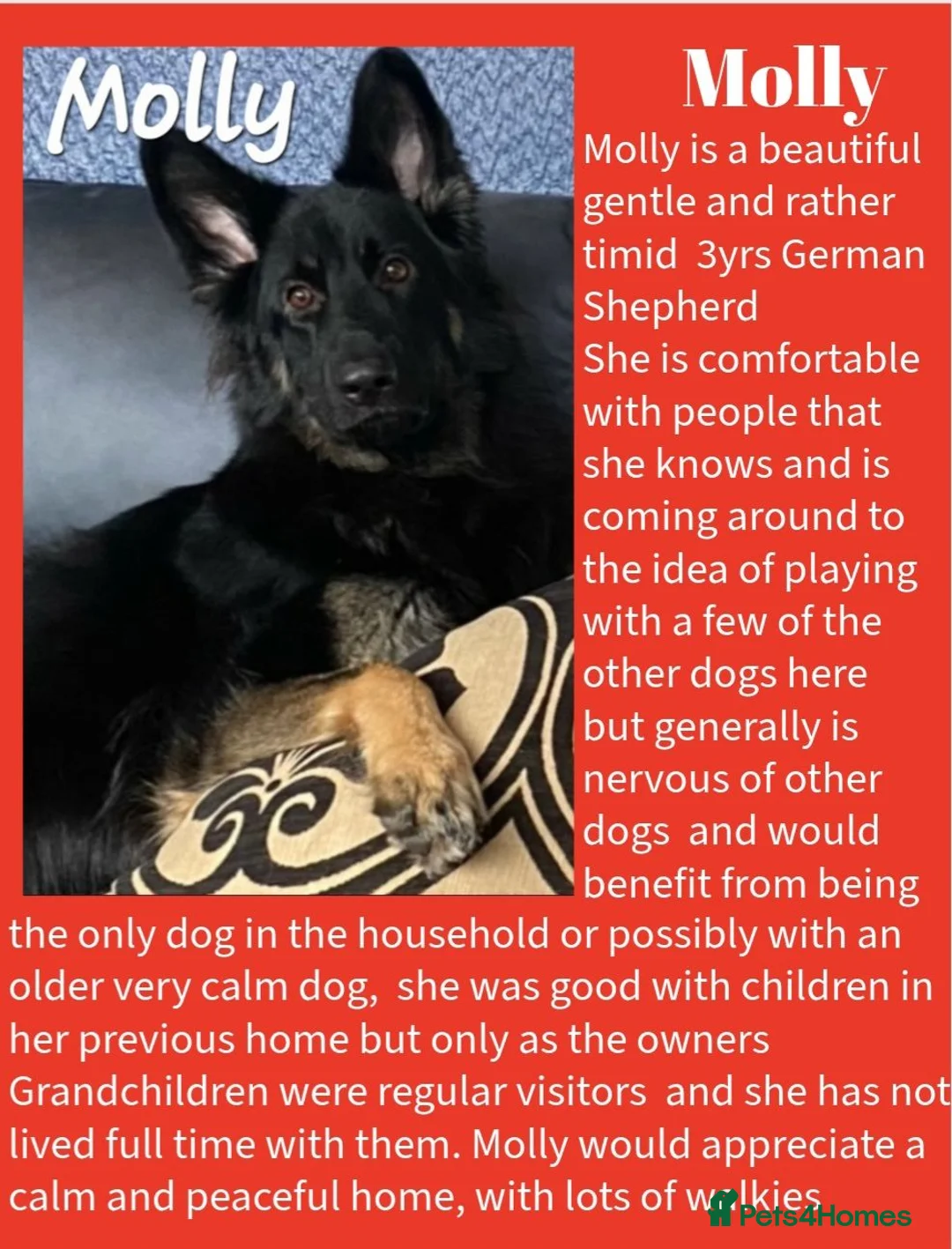 Mixed Breed dogs for sale: Rescue Dogs in need of Loving Homes - Advert 2