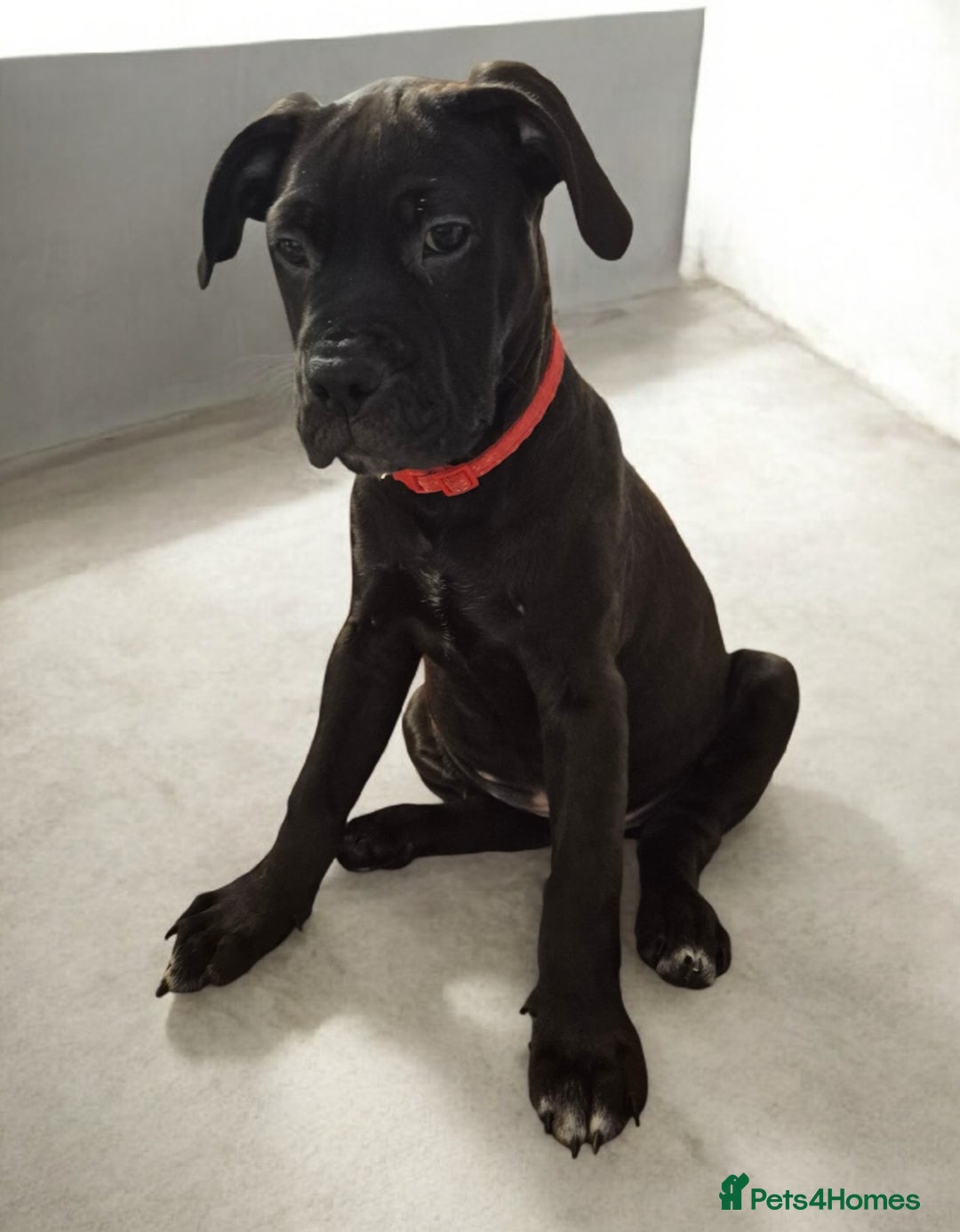 Mixed Breed dogs for sale: Bullmastiff x puppies 🐶  - Advert 30