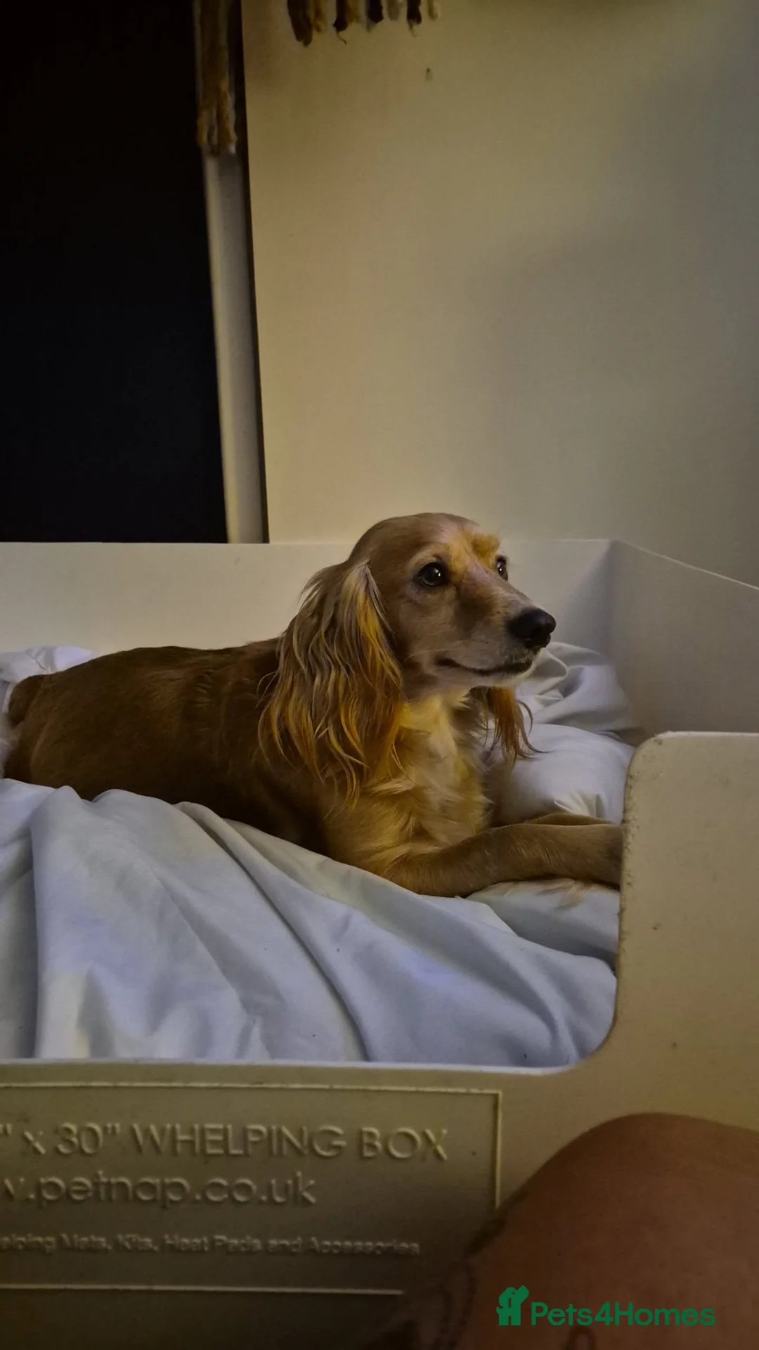 Cockapoo dogs for sale: Male Cockapoo  - Advert 2