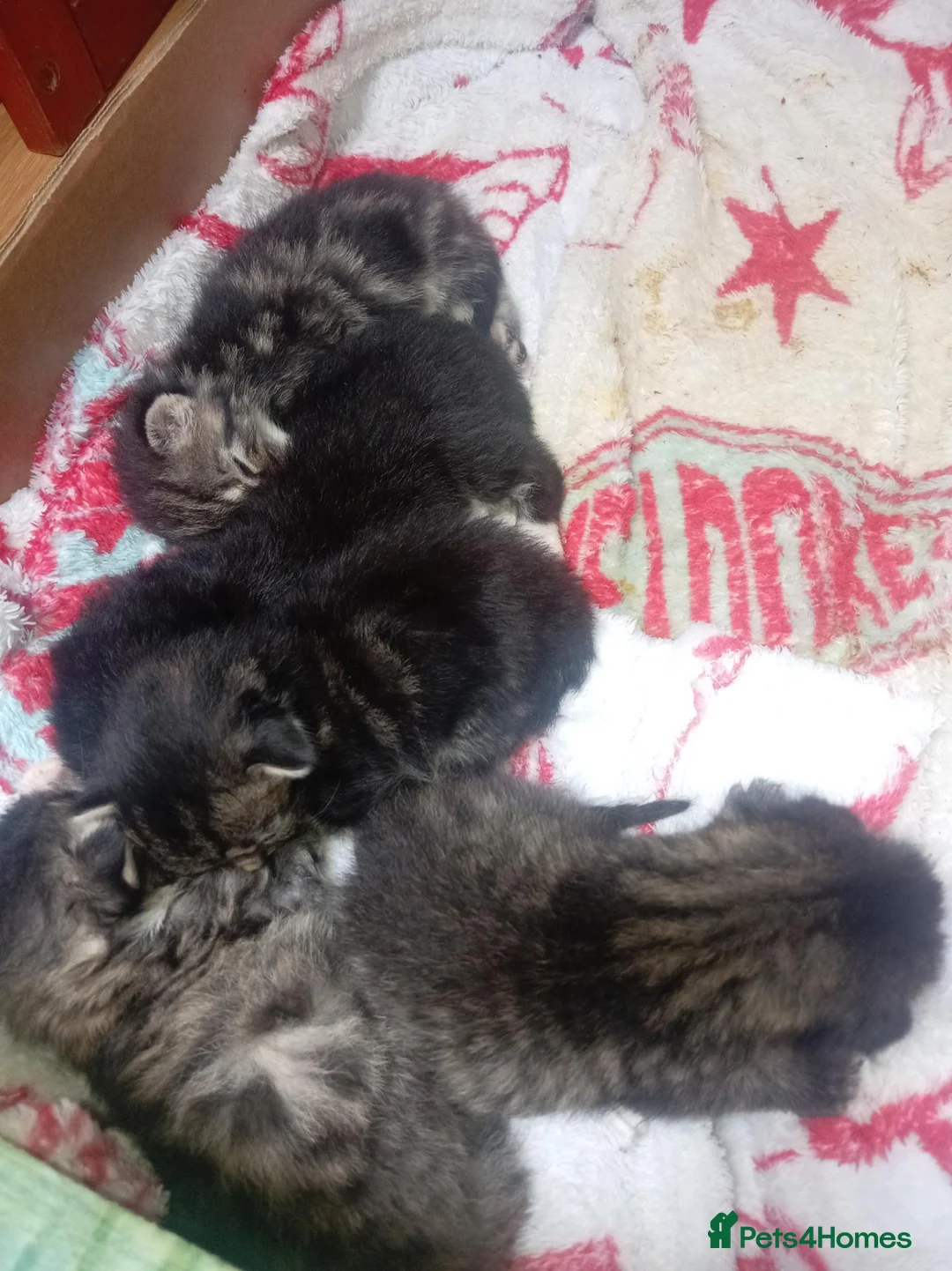 Mixed Breed cats for sale: Kittens lokking for new home in Swindon - Advert 2