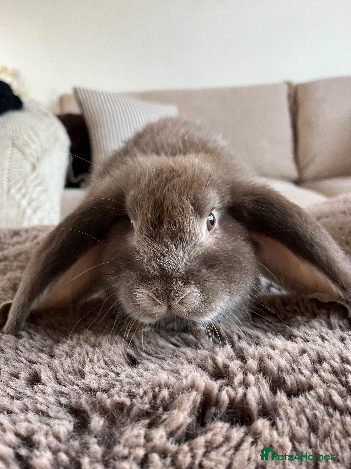 French Lop rabbits French Lops ready to leave  - Advert 2