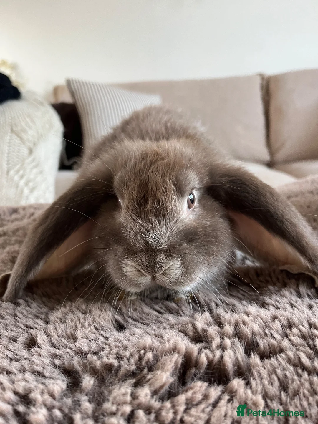 French Lop rabbits for sale: French Lops ready to leave  - Advert 2