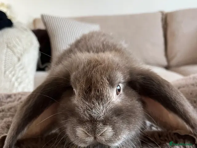 French Lop rabbits French Lops ready to leave - Advert 2