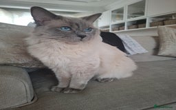 Ragdoll cats for sale: *RAGDOLL Male for sale* - Image 1