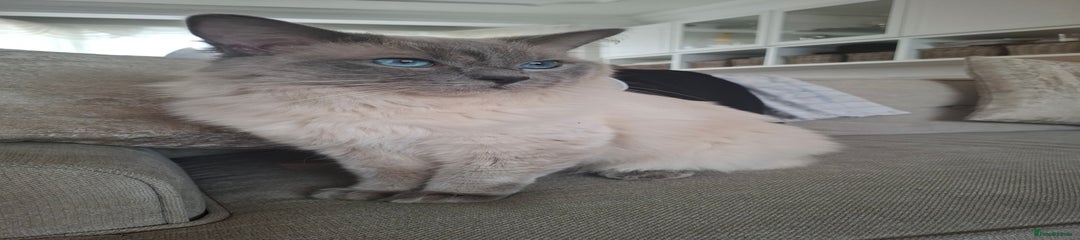 Ragdoll Kitten 1