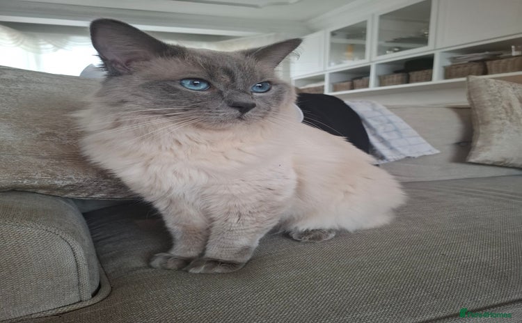 Ragdoll cats - Advert 13