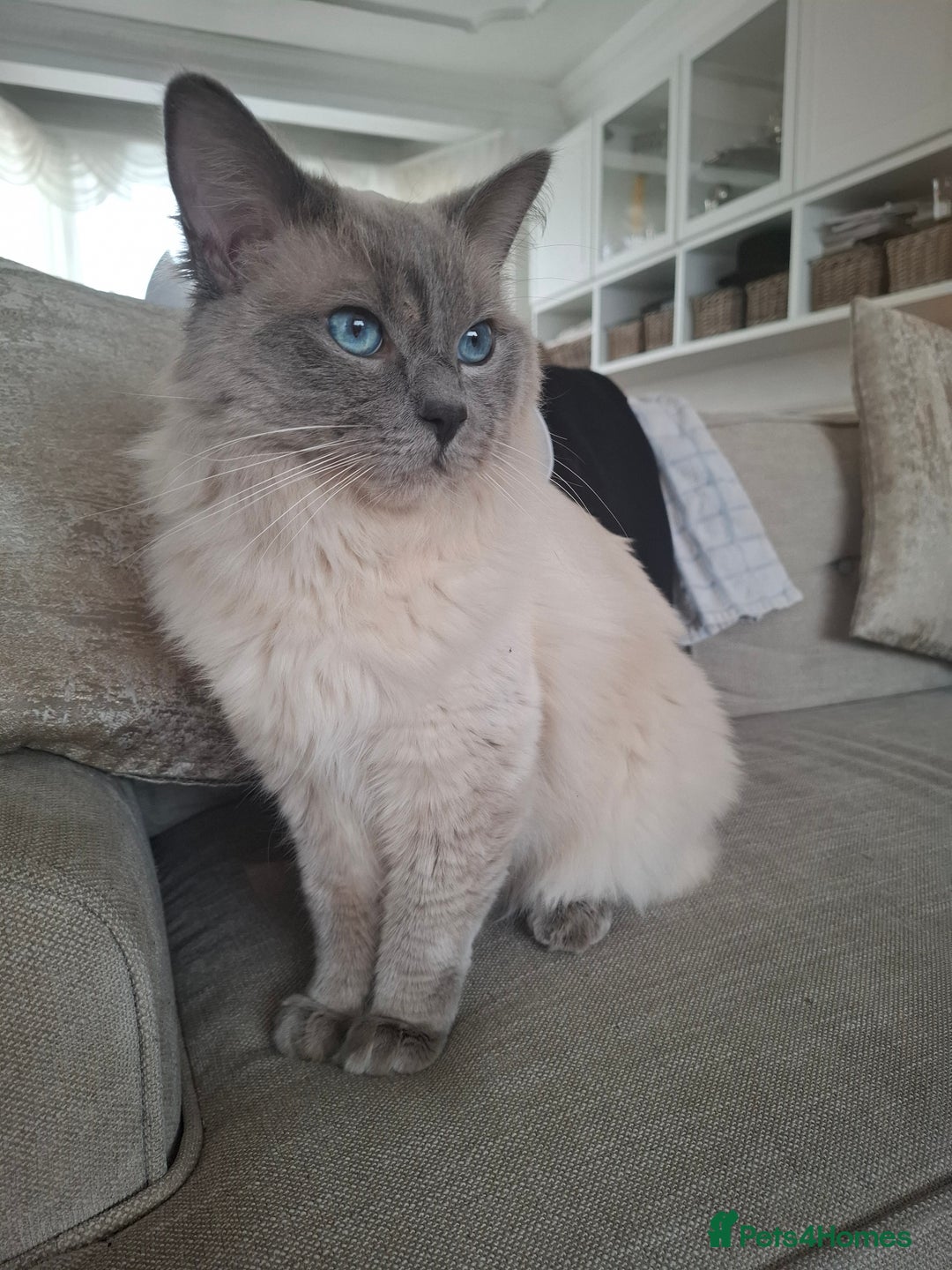 Ragdoll cats for sale: *RAGDOLL Male for sale* - Image 1