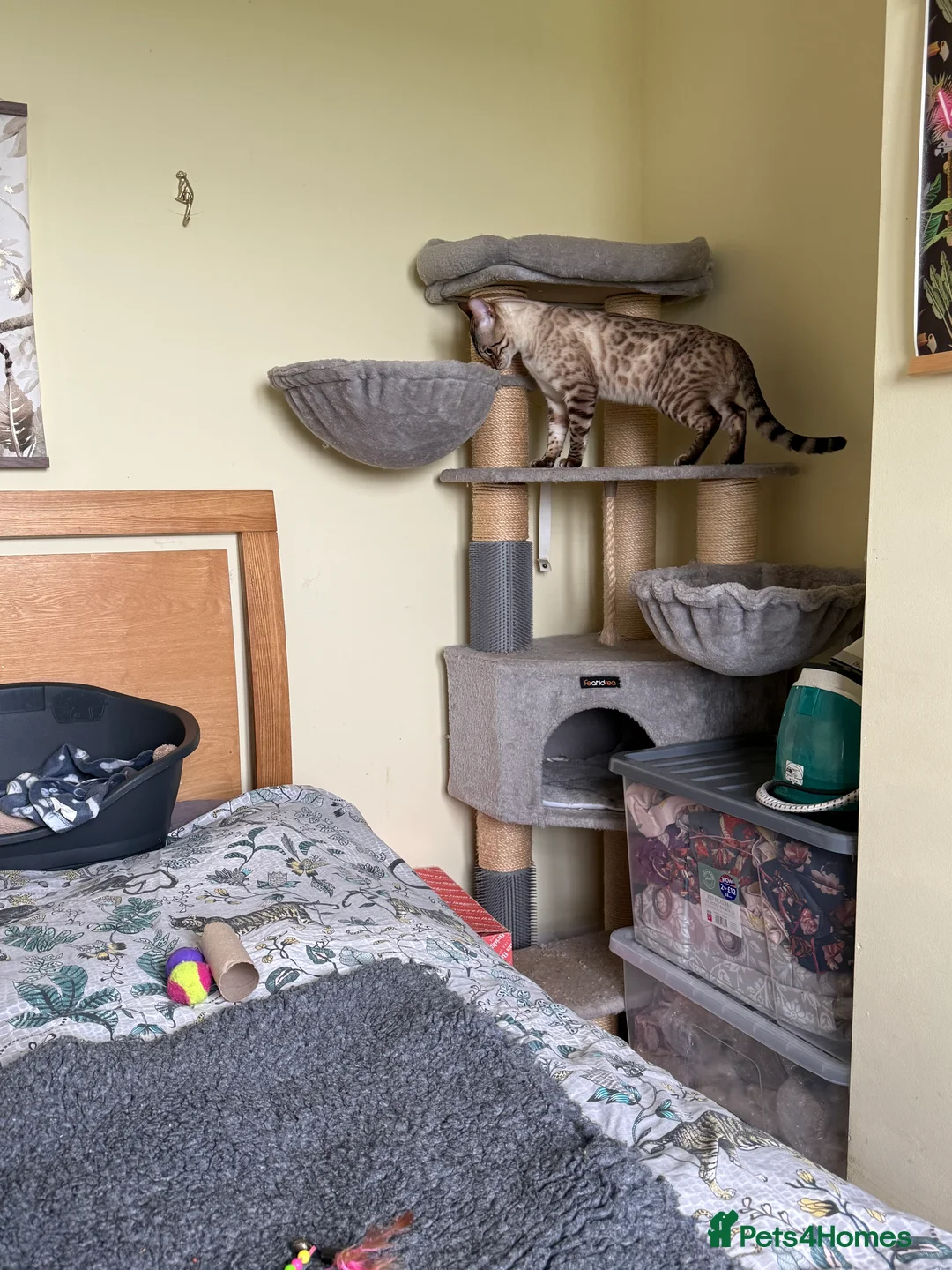 Bengal cats for sale: Stunning Snow Lynx male Bengal 💙  - Advert 3