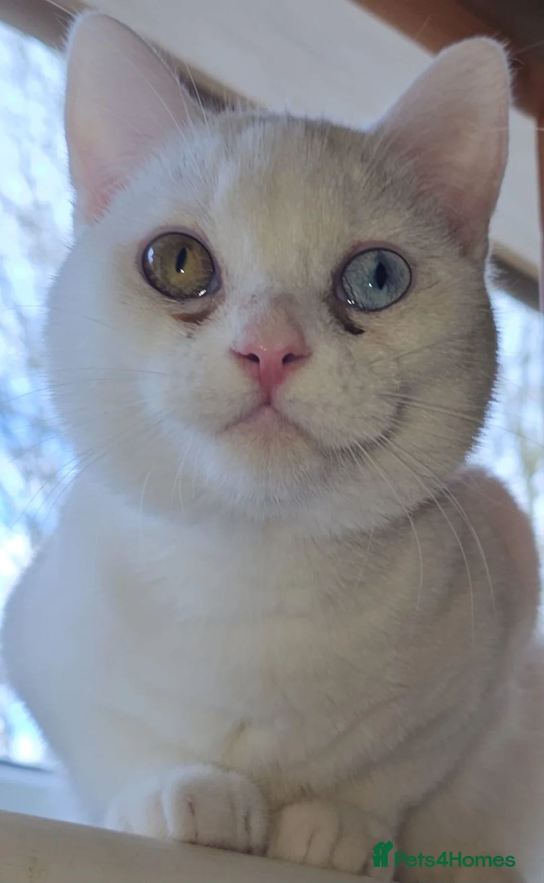 Mixed Breed cats for adoption: Special Nova needs a special indoor home - Advert 11