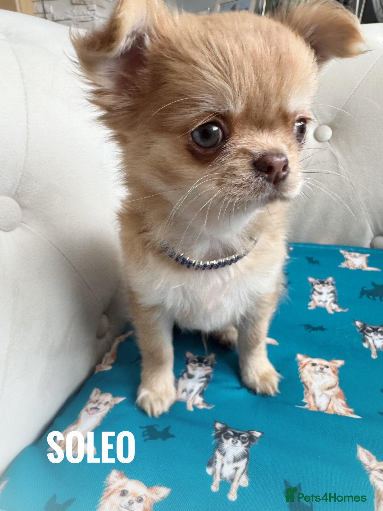 Chihuahua dogs Chihuahua puppies lilac merle Russian lines - Advert 2