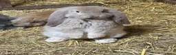 French Lop rabbits for sale: Stunning xl French lops  - Advert 6