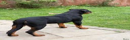 Rottweiler dogs for sale: Full pedigree KC registered ROTTWEILER  - Advert 7