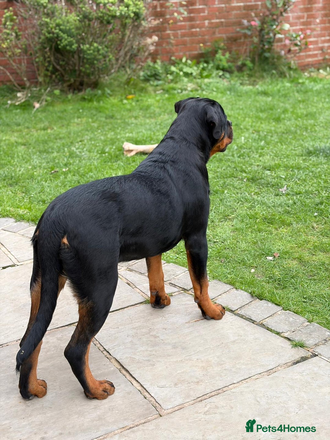 Rottweiler dogs for sale: Full pedigree KC registered ROTTWEILER  - Advert 7