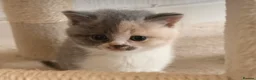 British Shorthair cats for sale:  Beautiful British Shorthair Kittens ✨🐾 - Advert 3