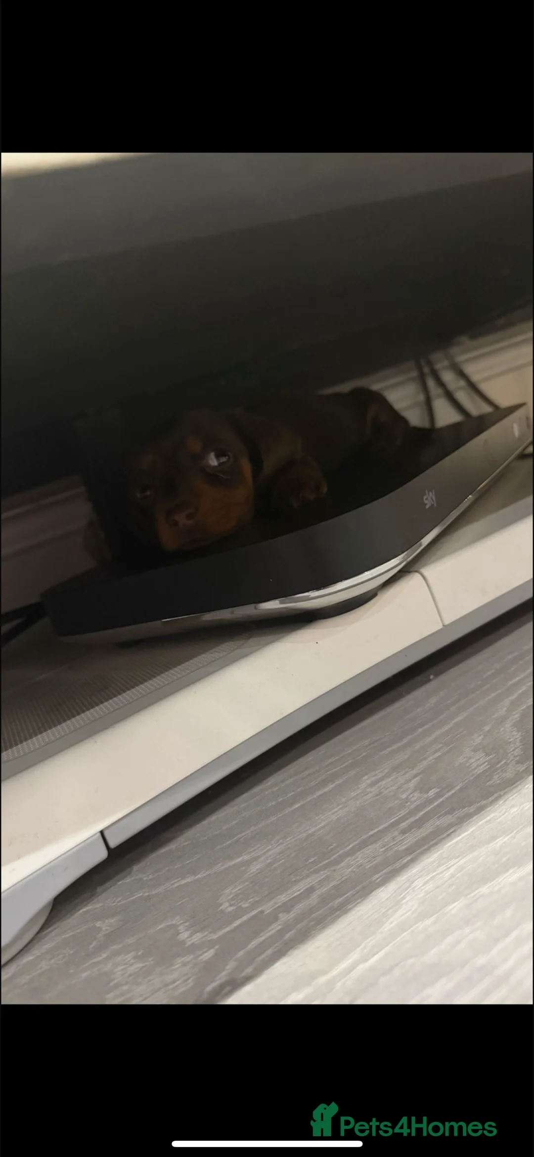 Miniature Dachshund dogs for stud: 🔥Proven KC Registered Miniature Dachshund Stud🔥  - Advert 5