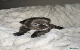 Chihuahua dogs for sale: chihuahua pups for sale  - Image 2