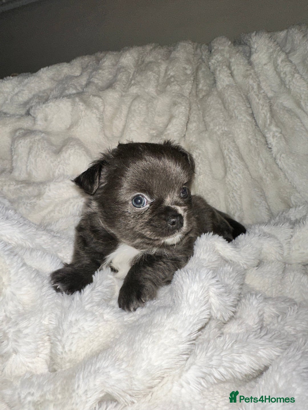 Chihuahua dogs for sale: chihuahua pups for sale  - Image 2