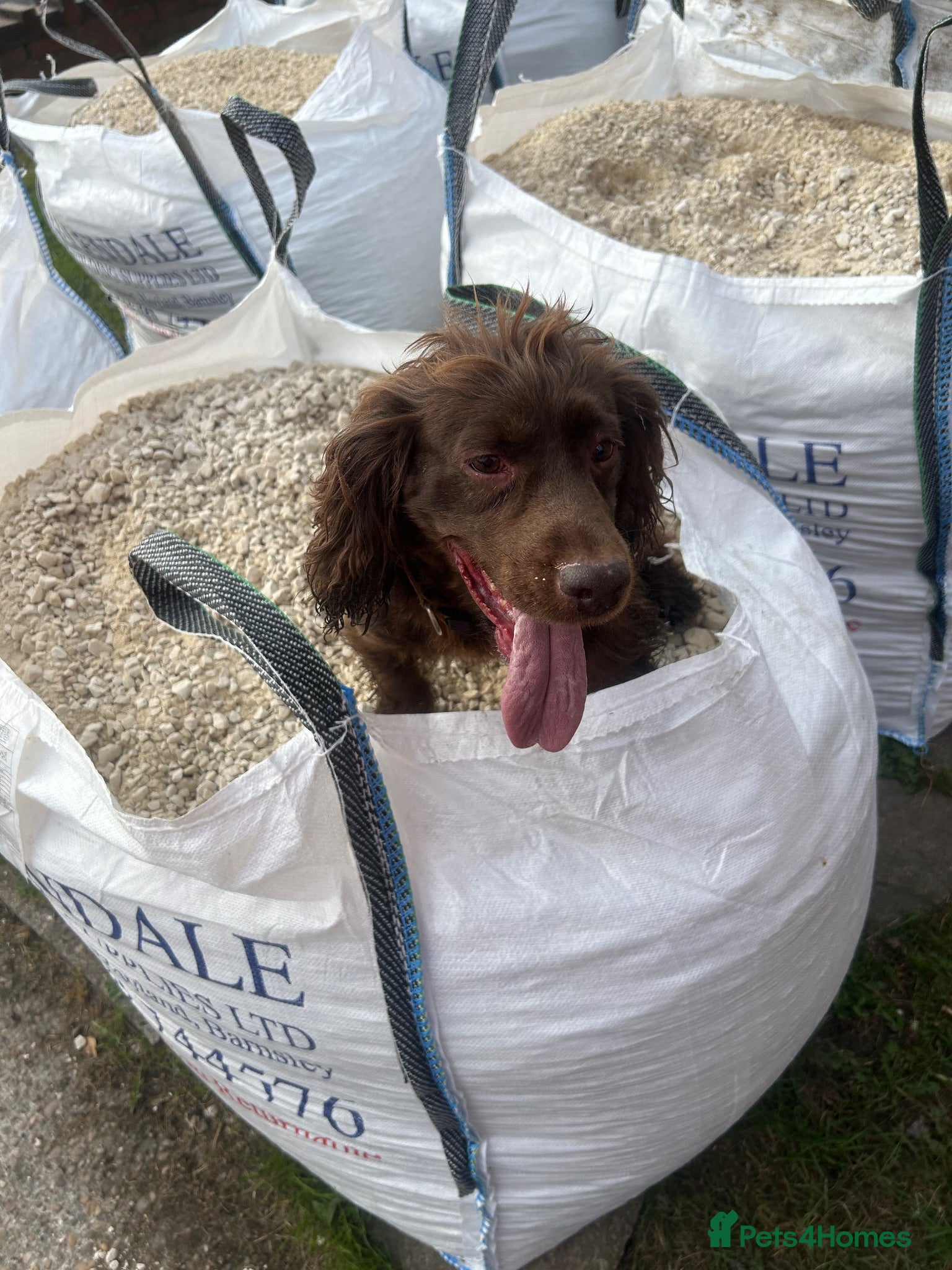 Cocker Spaniel dogs Penny ❤️ - Advert 1