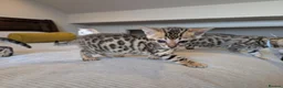 Bengal cats for sale: 🤍🤎🖤 GORGEOUS BENGAL KITTENS 🖤🤎🤍 - Advert 3