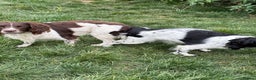 English Springer Spaniel dogs for stud: For Stud - Advert 6