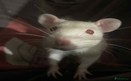 Rat rodents for sale: 4 loving females :) - Advert 4