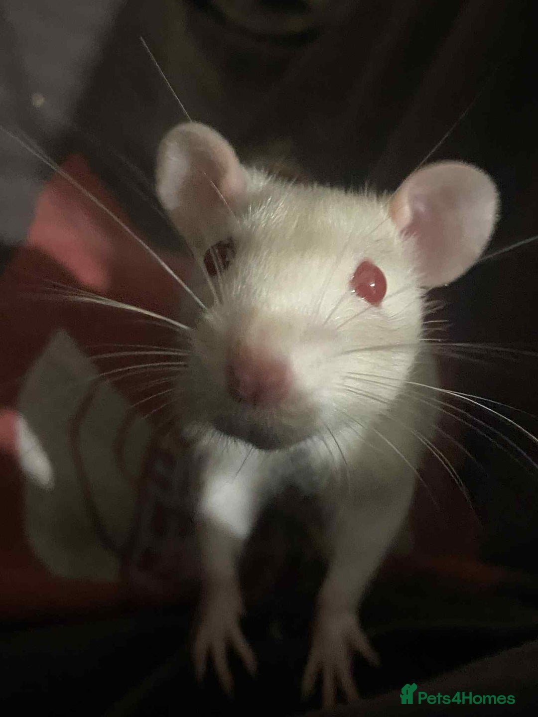 Rat rodents for sale: 4 loving females :) - Advert 4