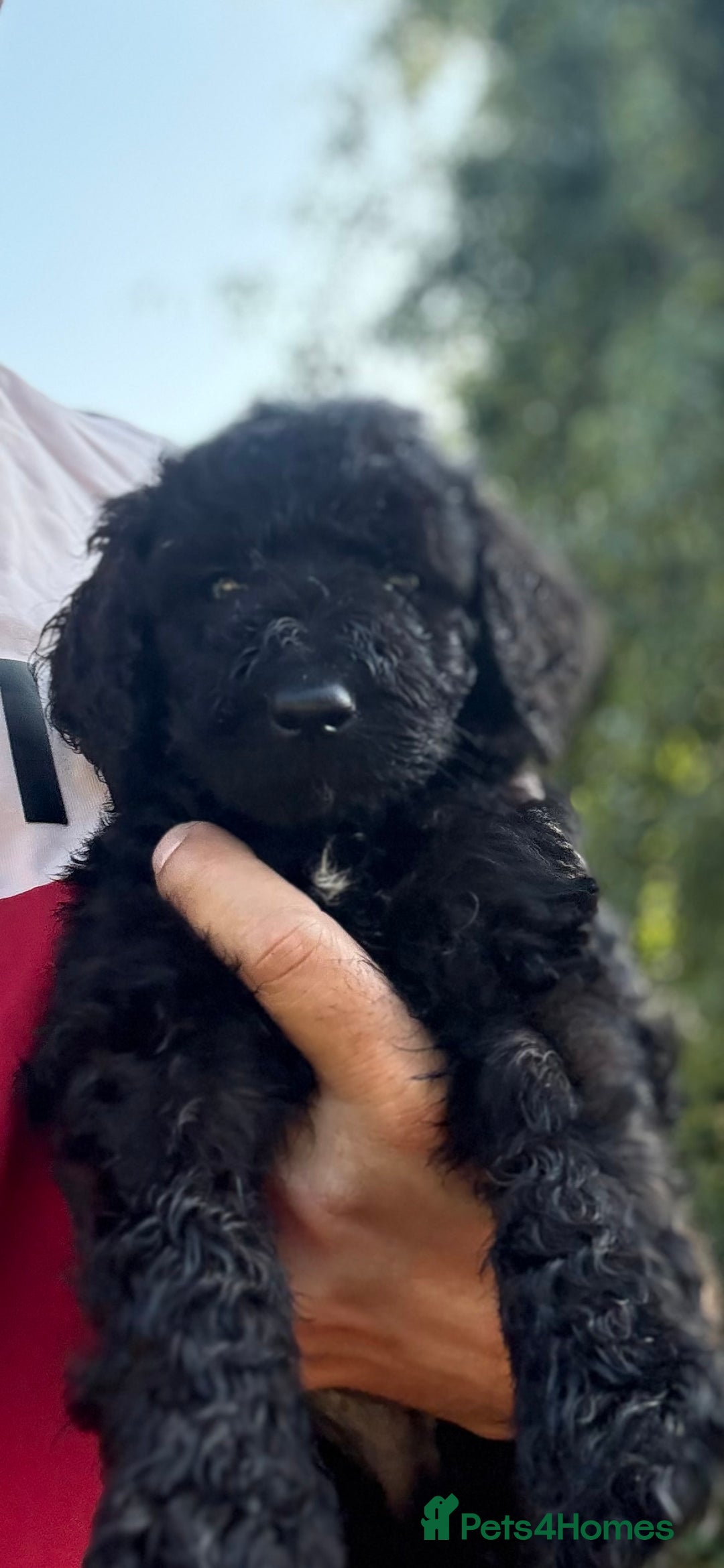 Labradoodle dogs for sale: F1B Labradoodles: available from Aug 2nd. in Uxbridge - Image 5