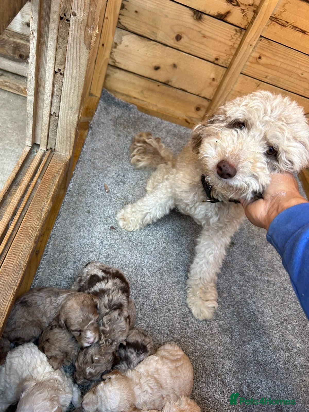 Mixed Breed dogs  Cockapoo miniature merle fb1 puppies  - Advert 2