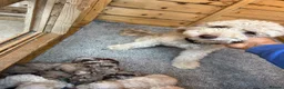 Mixed Breed dogs for sale:  Cockapoo miniature merle fb1 puppies  - Advert 2
