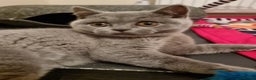 British Shorthair cats for sale:  To Go Now 3 Female Ready GCCF Healthy Pedigree - Advert 31