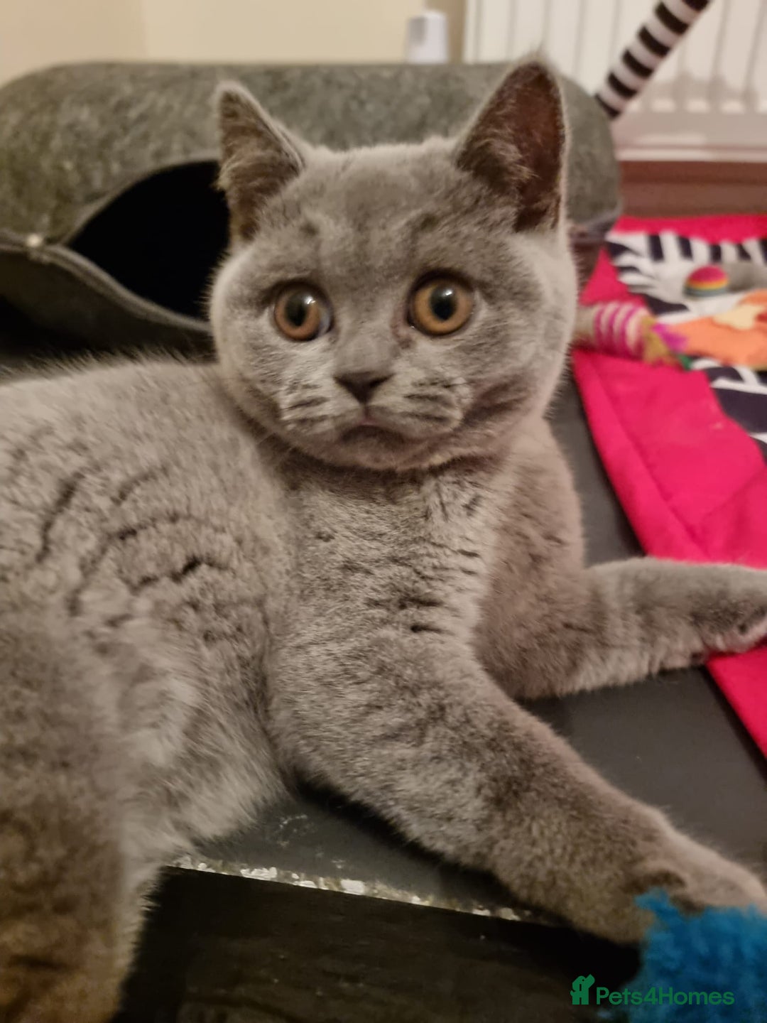 British Shorthair cats for sale:  To Go Now 3 Female Ready GCCF Healthy Pedigree - Advert 31