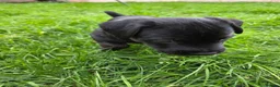 Patterdale Terrier dogs for sale: Patterdale Terrier Puppies  in Derby - Advert 41