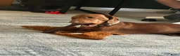 Dachshund dogs for sale: Standard Daschund Hugo  - Advert 8