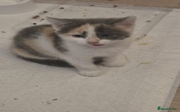 British Shorthair cats for sale: Beautiful loving kittens  - Image 2