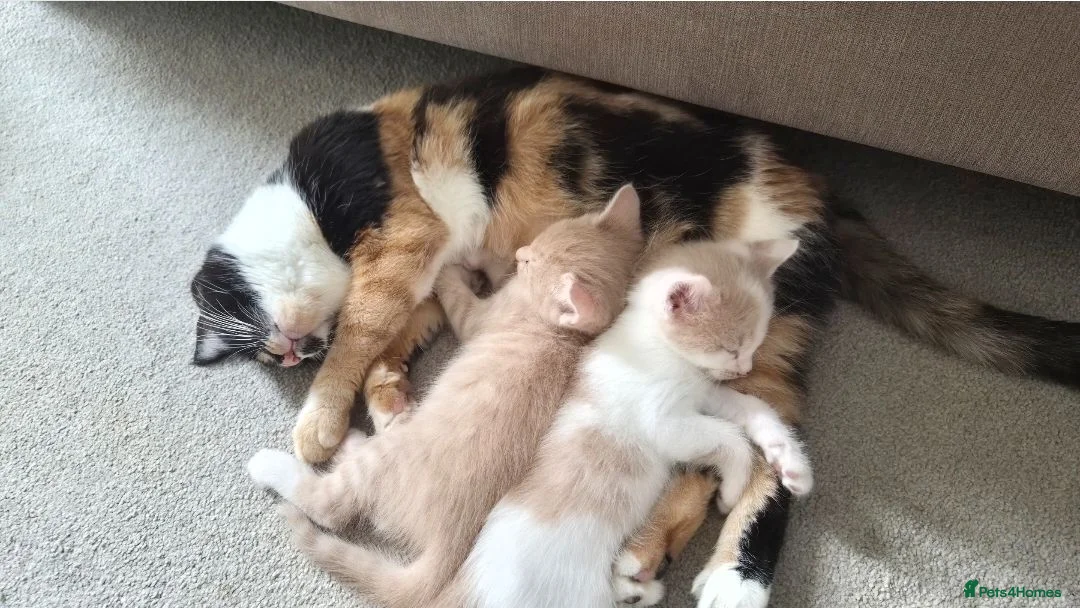 Mixed Breed cats for sale: Two cute apricot boy's  - Advert 1