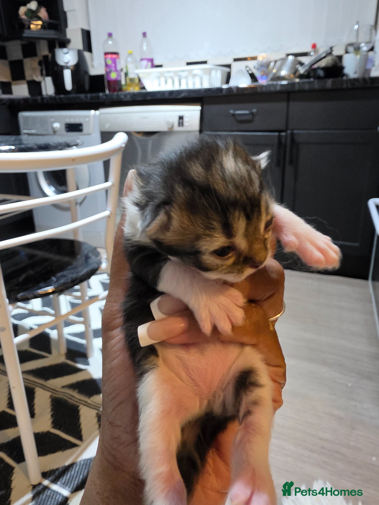 Persian cats for sale: Beautiful Persian Mix Kittens - Advert 21