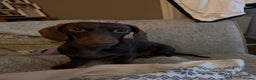 Miniature Dachshund dogs for stud: Male miniature dachshund for stud! 🤎  - Advert 6