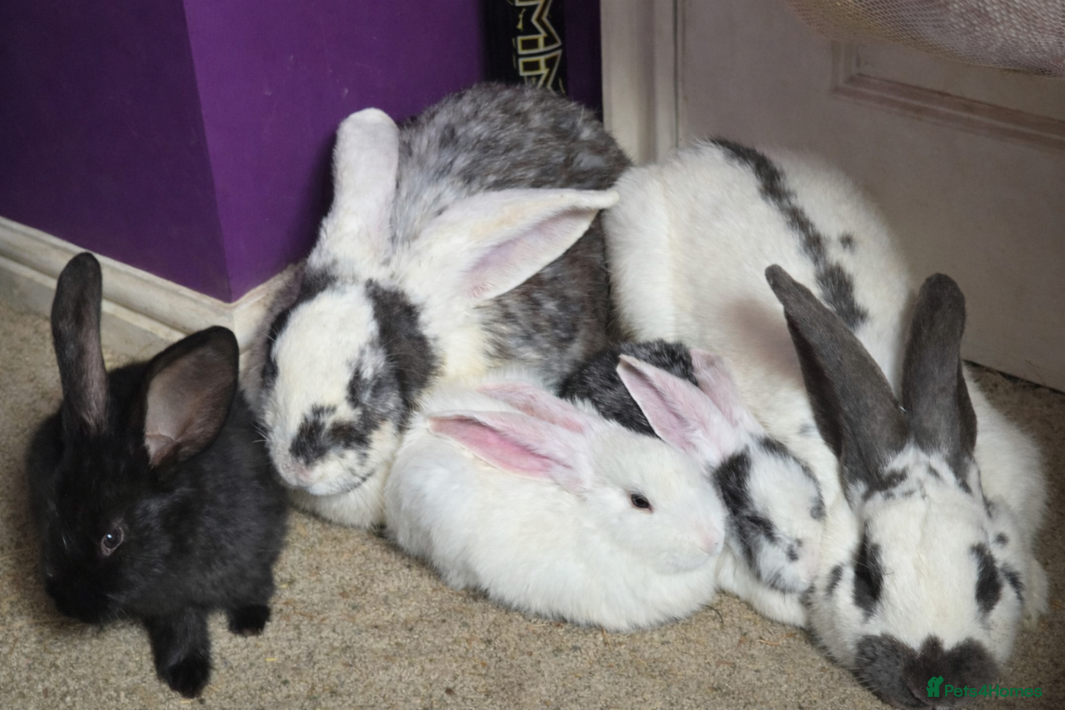 Continental Giant rabbits Continental giant babies  - Advert 2