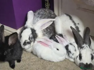 Continental Giant rabbits Continental giant babies - Advert 10