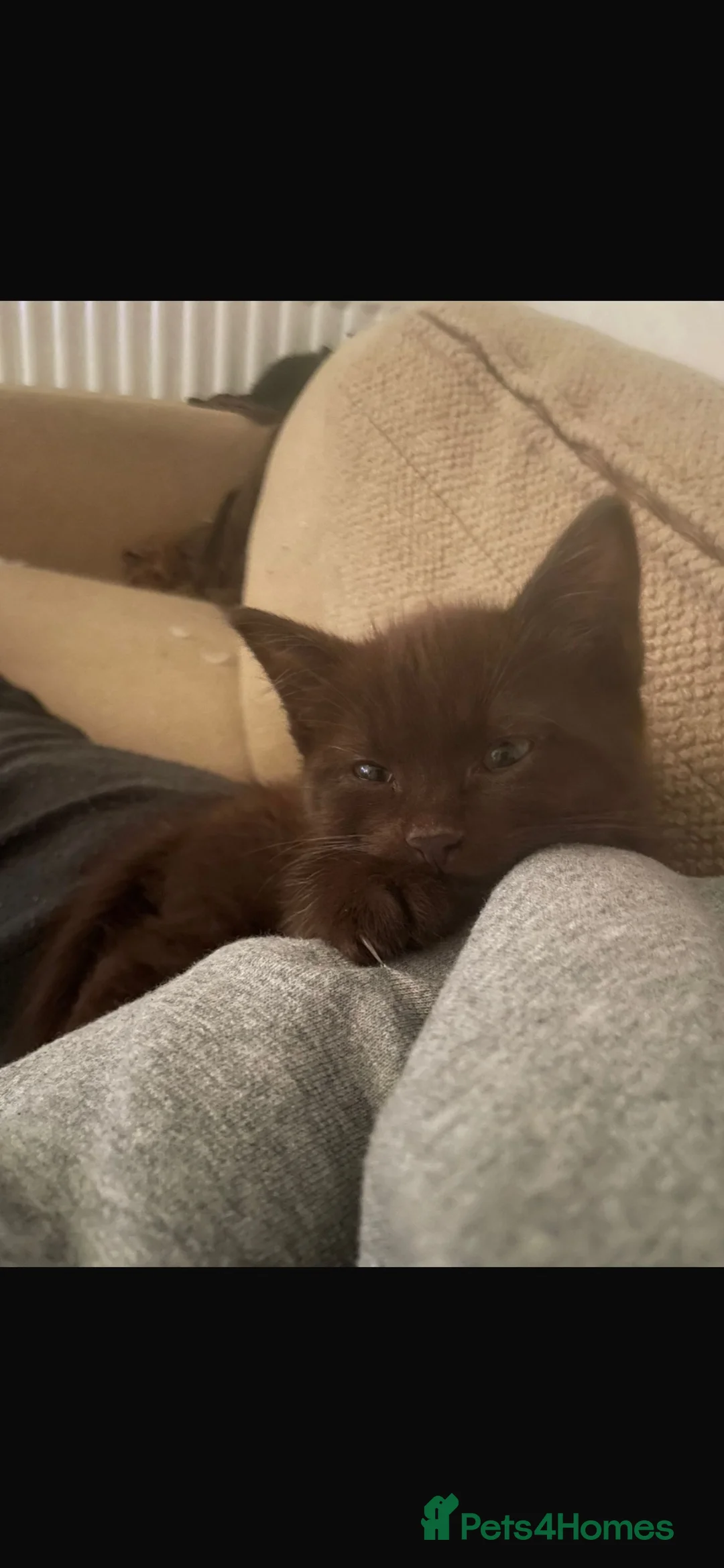 Mixed Breed cats for sale: Female kittens - Advert 2